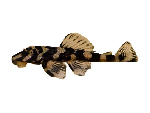 Butterfly Orinco Pleco L-168 T172