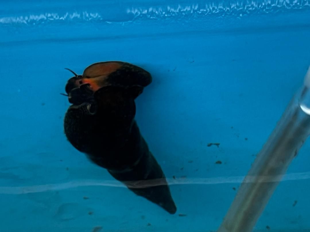 Orange Volcano Rabbit Snail