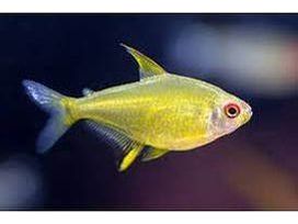 One Lemon Tetra T111