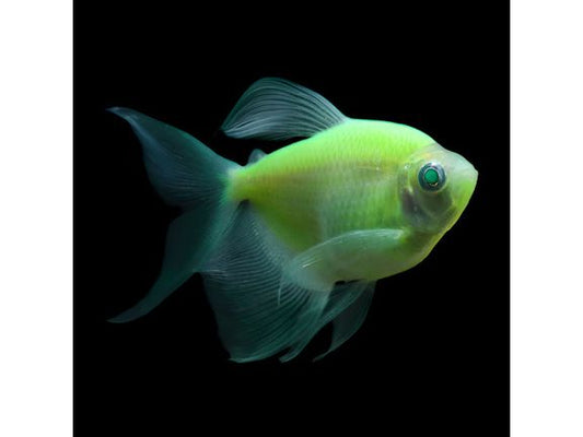 Green Longfin Tetra Glofish