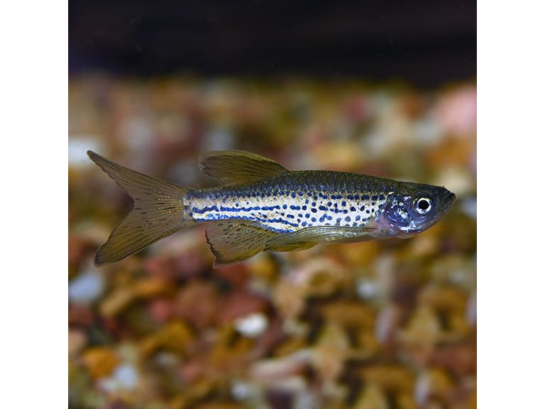 One Longfin Leopard Danio T61