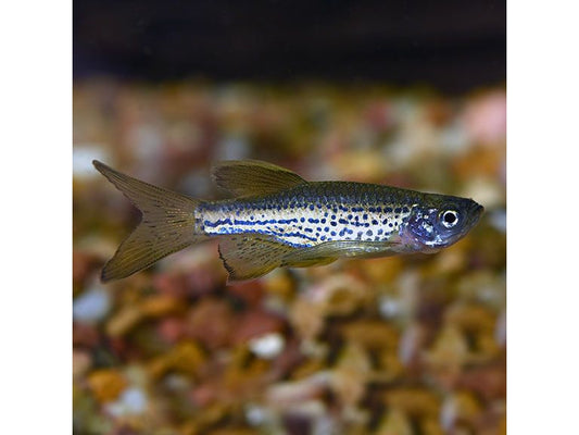 One Longfin Leopard Danio Approx 3/4" T30