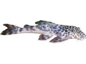 Lujans Pleco L-127 T102 Approx 2.5-3”