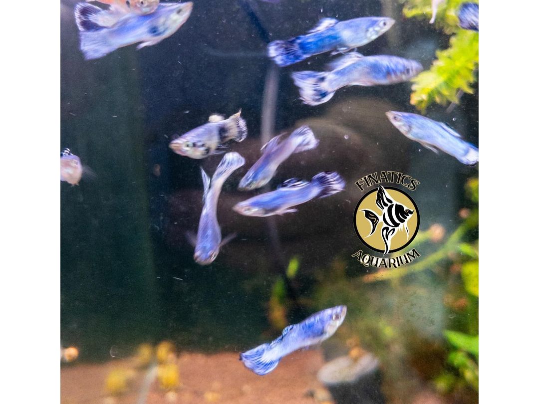 One Purple Luminous Male Guppies T177