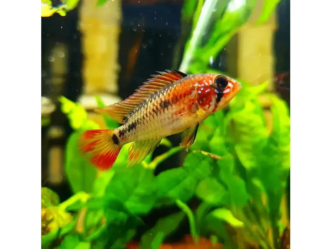 One Apistogramma Dwarf Macmasteri Cichlid Approx 1-1.25” Juveniles