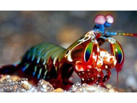 Peacock Mantis Shrimp - Saltwater Approx 3-4"