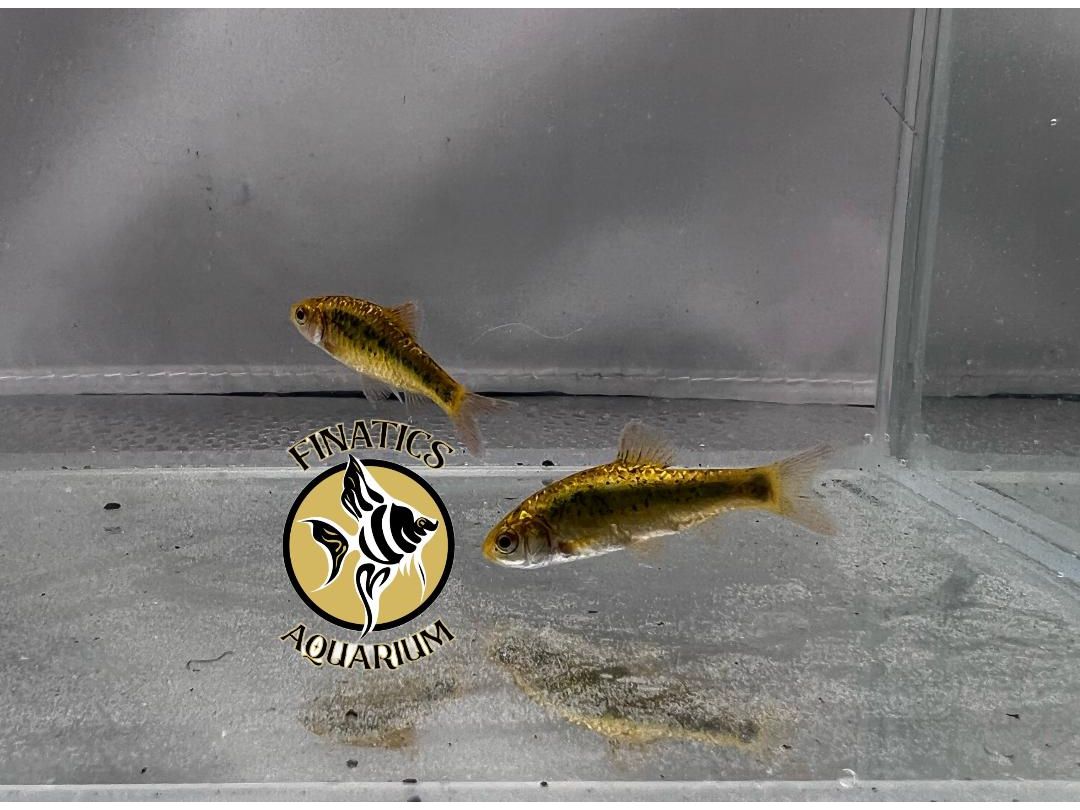 Metallic Gold Barb Fish