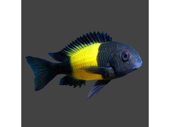 One Moorii Ikola Juvenile Approx 1" T193 (Tropheus Moorii)