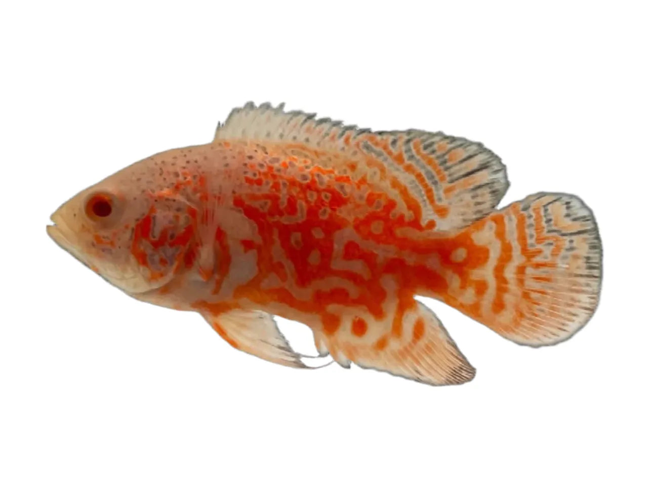 One Oscar Albino Red Tiger NEMO Approx 3" T236
