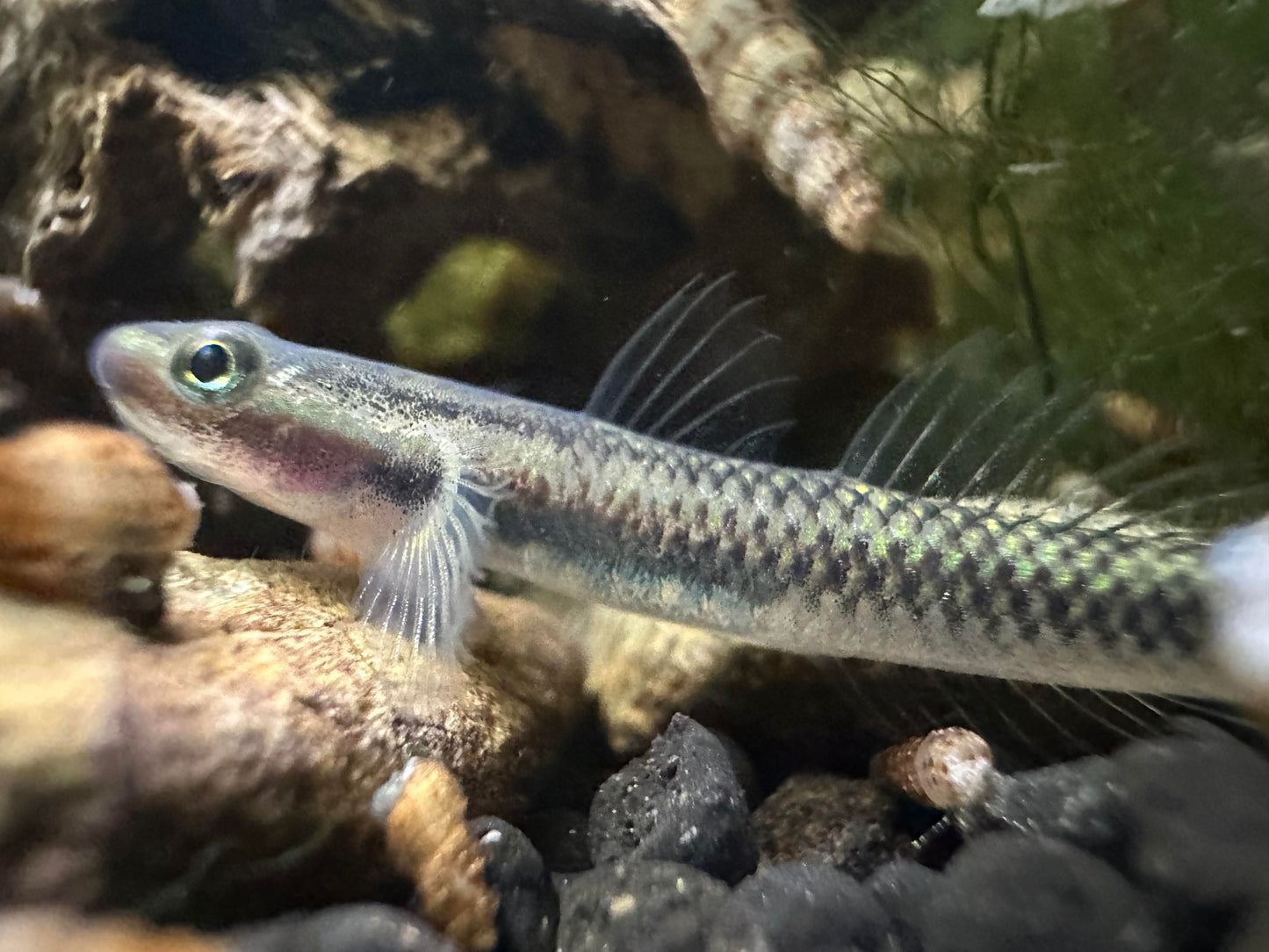 Stiphodon Cobalt Blue Goby