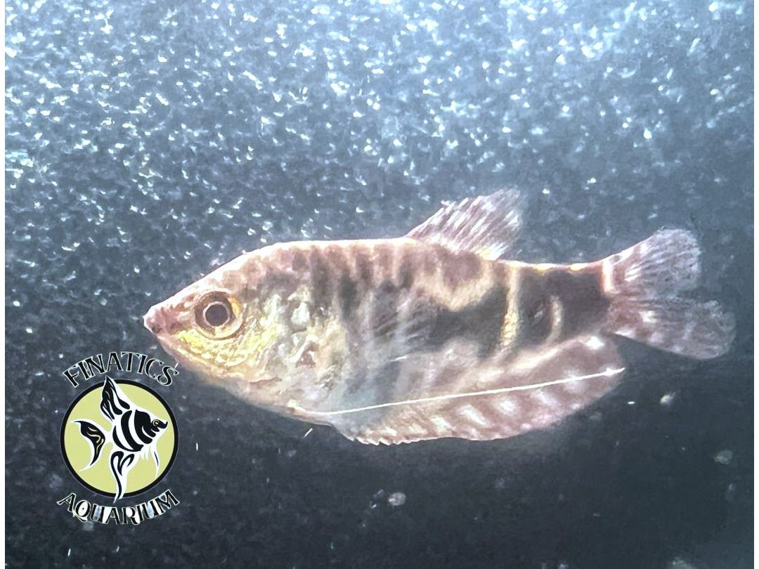 One Opaline Gourami Approx 2” T6