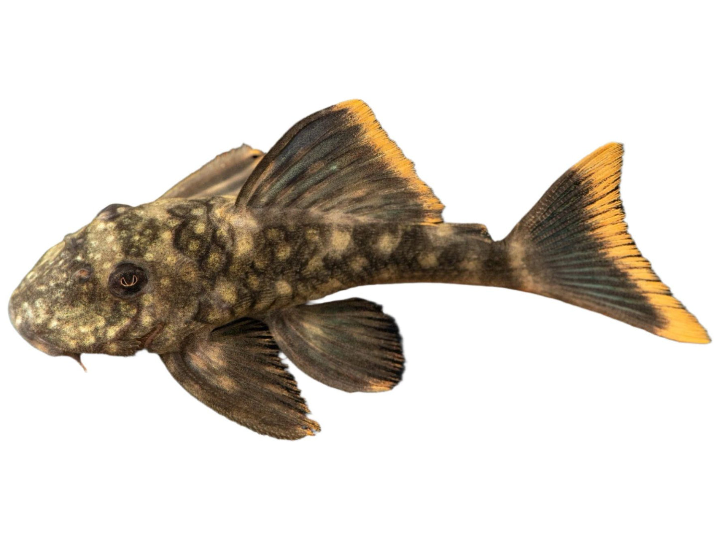 One Orange Seam Pleco L-106 T100 Approx 3.5"