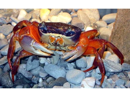 Patriot (Rainbow) Crab