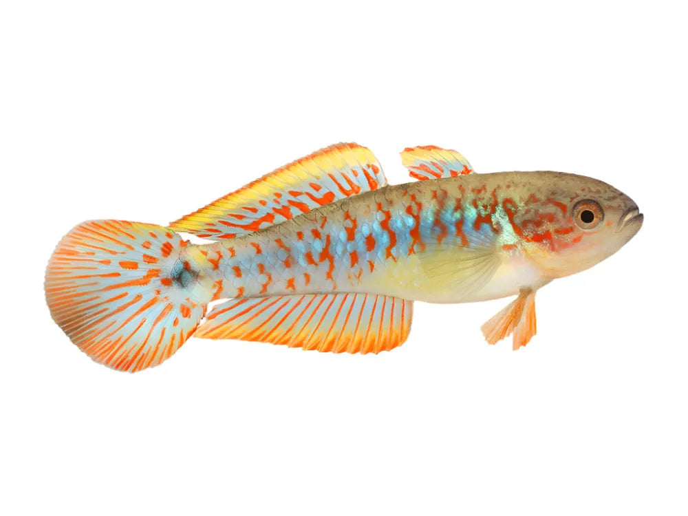 One Peacock Gudgeon Approx 2” T163