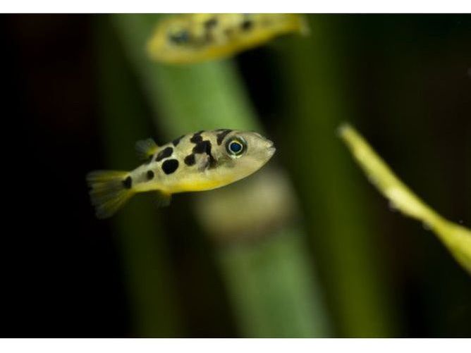 One Pea Puffer Freshwater Fish Approx 1/2-3/4”