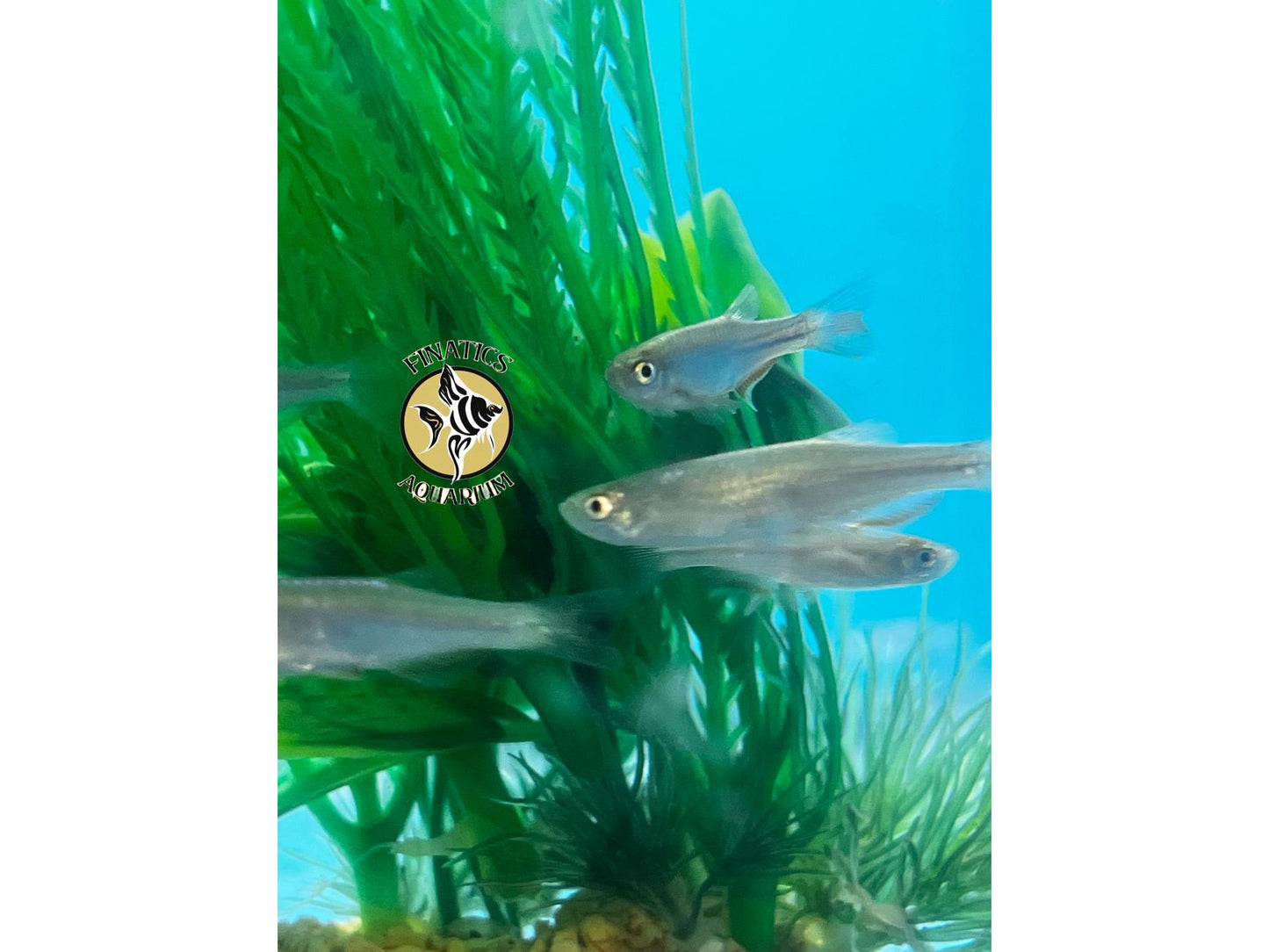 Pearl Danio Live Fish