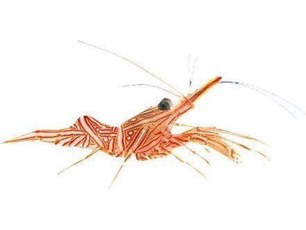 One Peppermint Shrimp T19 - Saltwater