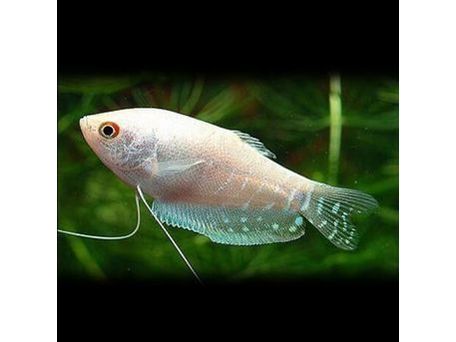 Platinum Gourami Approx 2-2.5" T-153