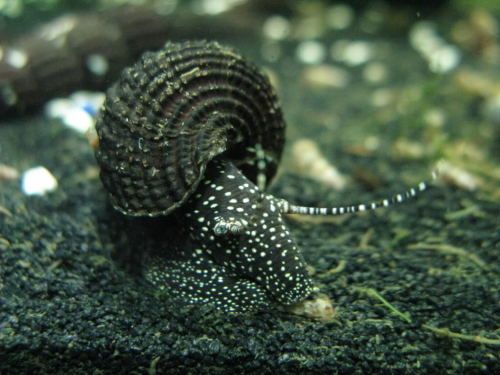 White Spotted Rabbit Snail
