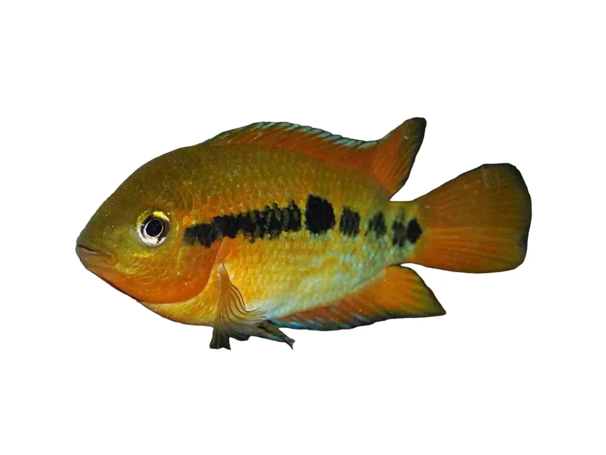 Rainbow Cichlid Approx 2"