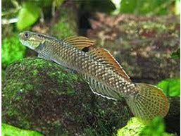 One Rainbow Stiphodon Goby Freshwater T121 Approx 2" (Stiphodon ornatus)