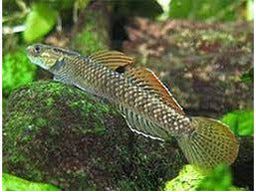 One Rainbow Stiphodon Goby Freshwater T121 Approx 2" (Stiphodon ornatus)