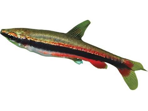 One Beckford's Red Pencilfish