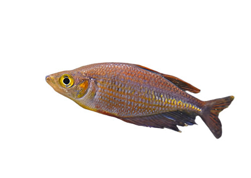 Red Dragon Rainbowfish T167