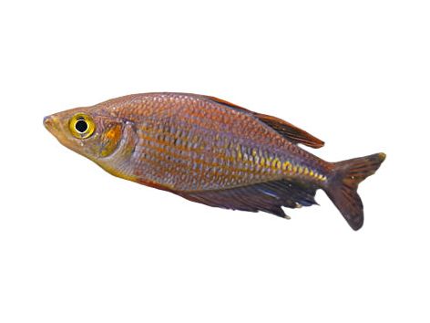 Red Dragon Rainbowfish T167