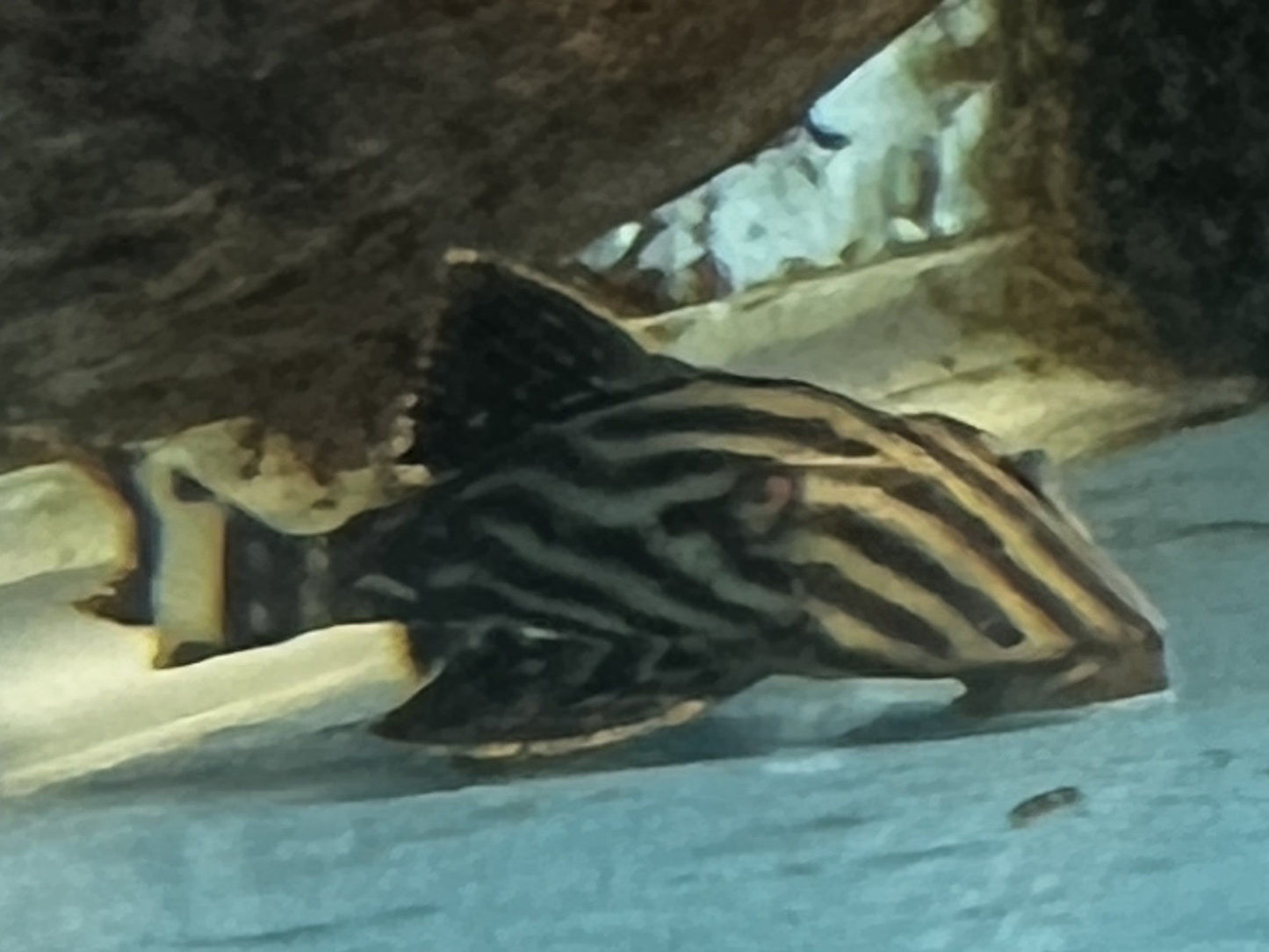 Pleco Royal Xingu L-027 2.5"