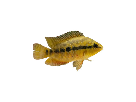 Salvini Cichlid