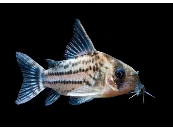 Schwartzi Cory Catfish