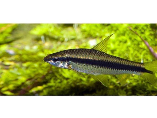 One Flying Fox Siamese Algae Eater (Crossocheilus oblongus) Approx 2” T172