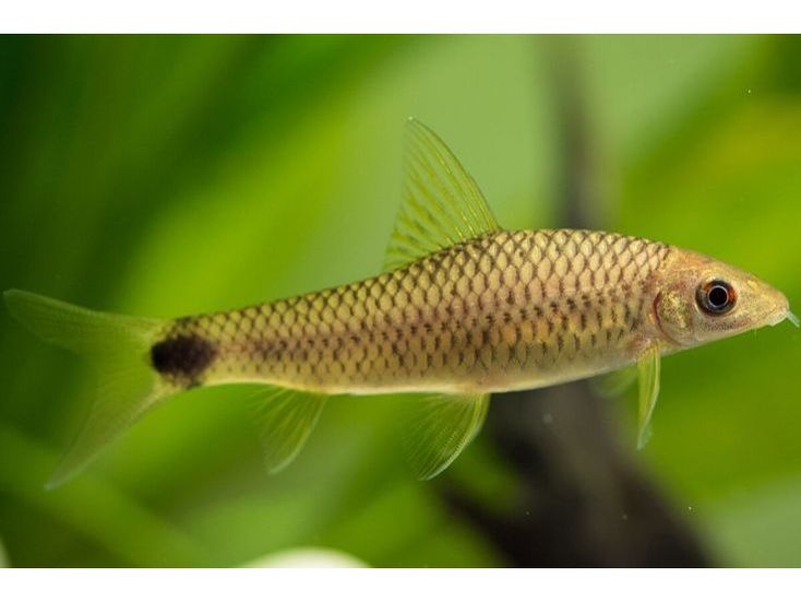 Silver Flying Fox Algae Eater T176