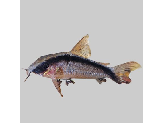 One Skunk Cory Catfish Approx 1-1.5" T-75