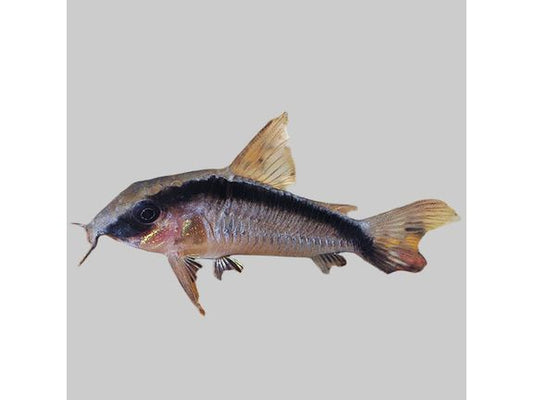 One Skunk Cory Catfish Approx 1-1.5" T-75