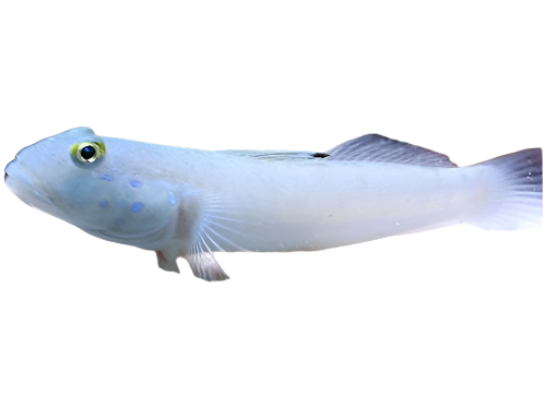 Blue Dot Sleeper Goby T20/21