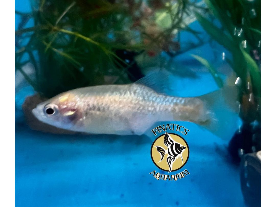 Redtail Splitfin Goodeid Live Fish