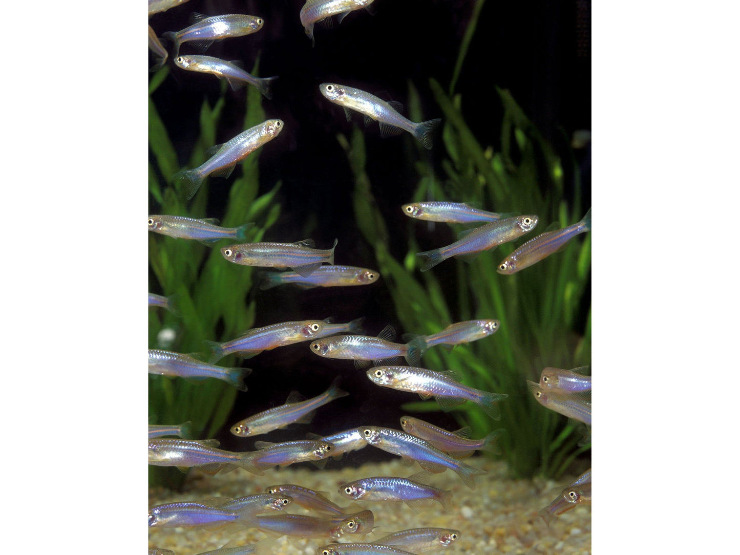 Pearl Danio Live Fish