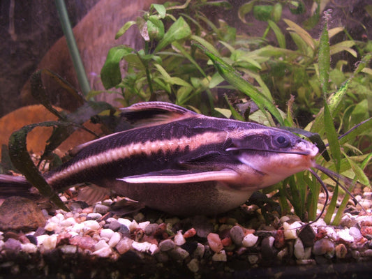 One Striped Raphael Catfish T280 Approx 2" (Platydoras armatulus)