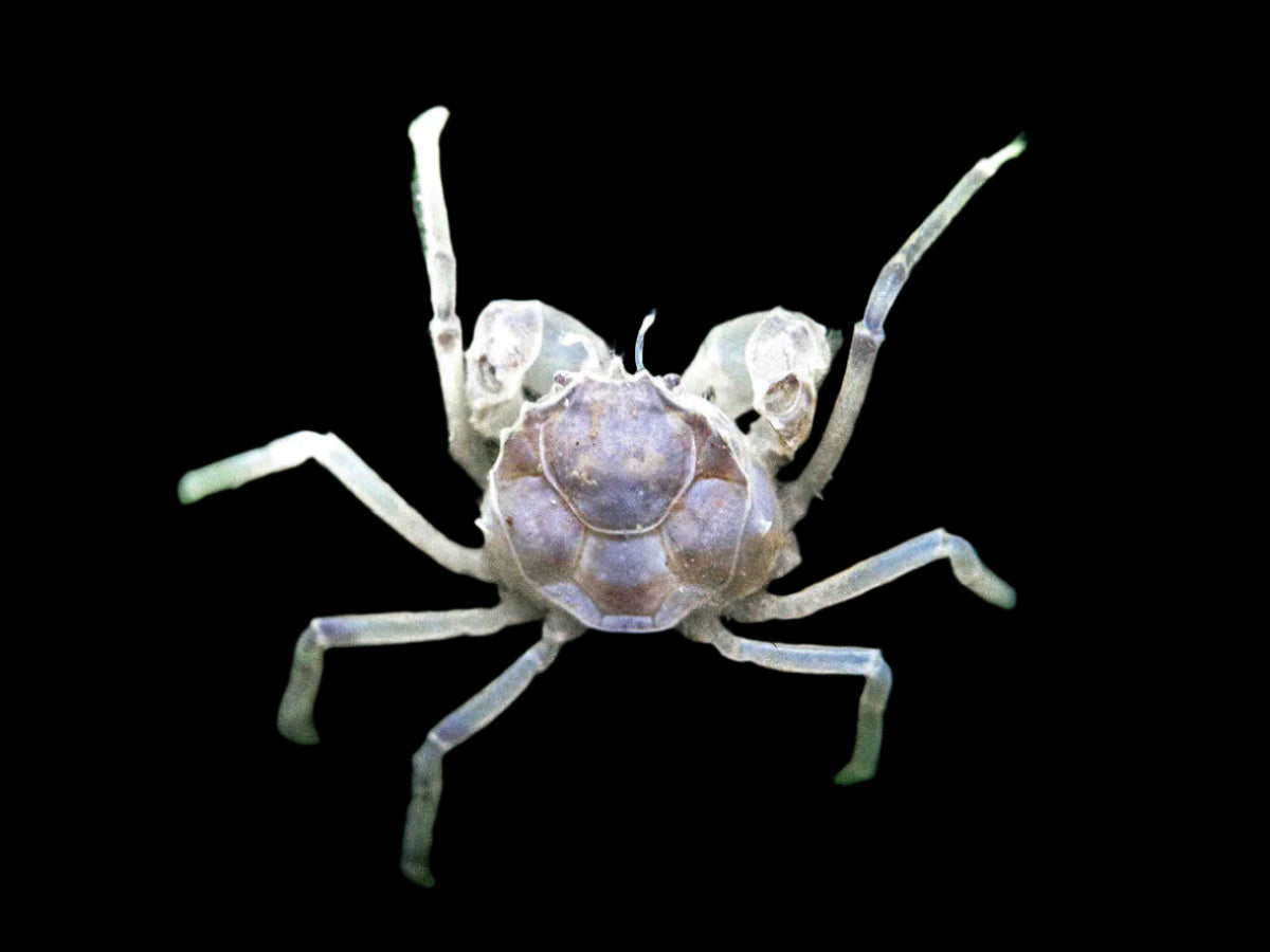 Thai Micro Spider Crabs T76