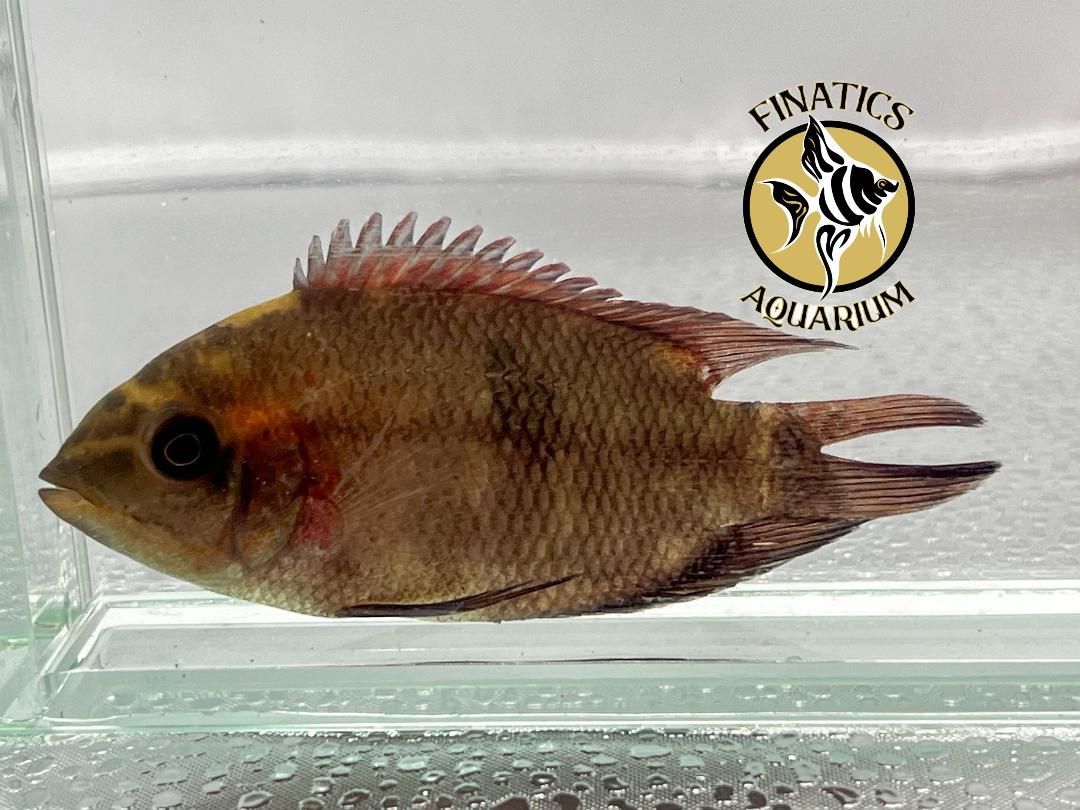 Chocolate Cichlid 1.5 - 2" Juveniles Unsexed