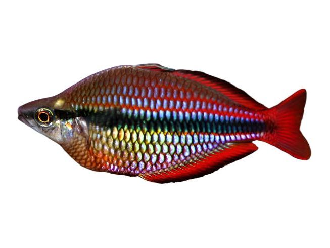 Trifascata Rainbowfish T168
