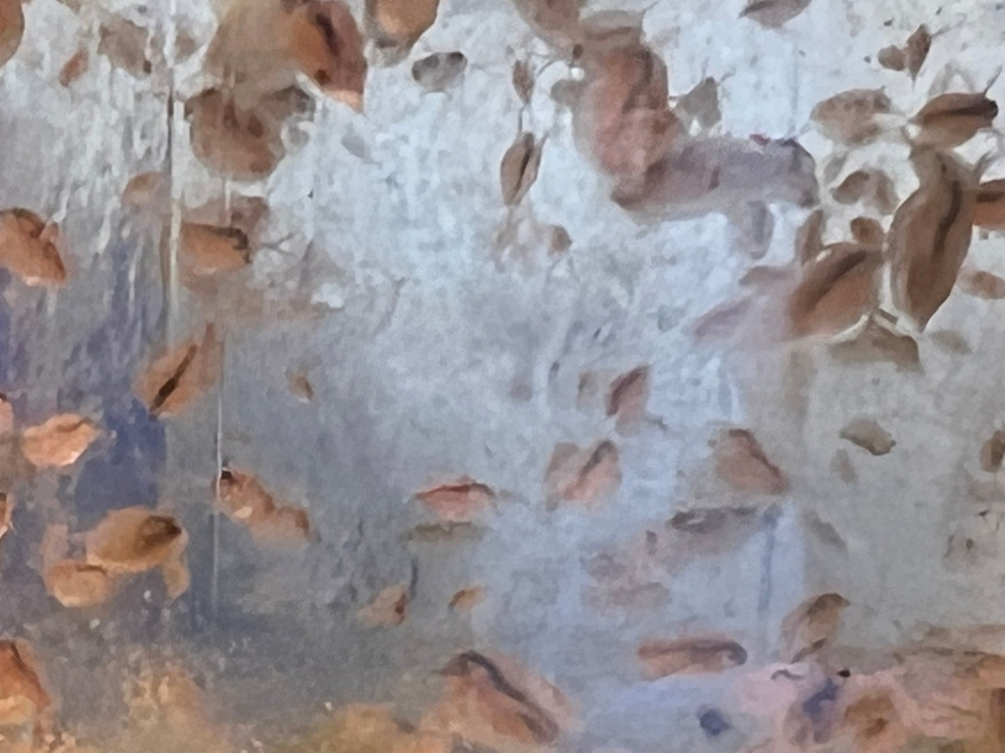 FREE SHIPPING 2-DAY FEDEX Live Daphnia Magna Aquarium Cultured Indoors