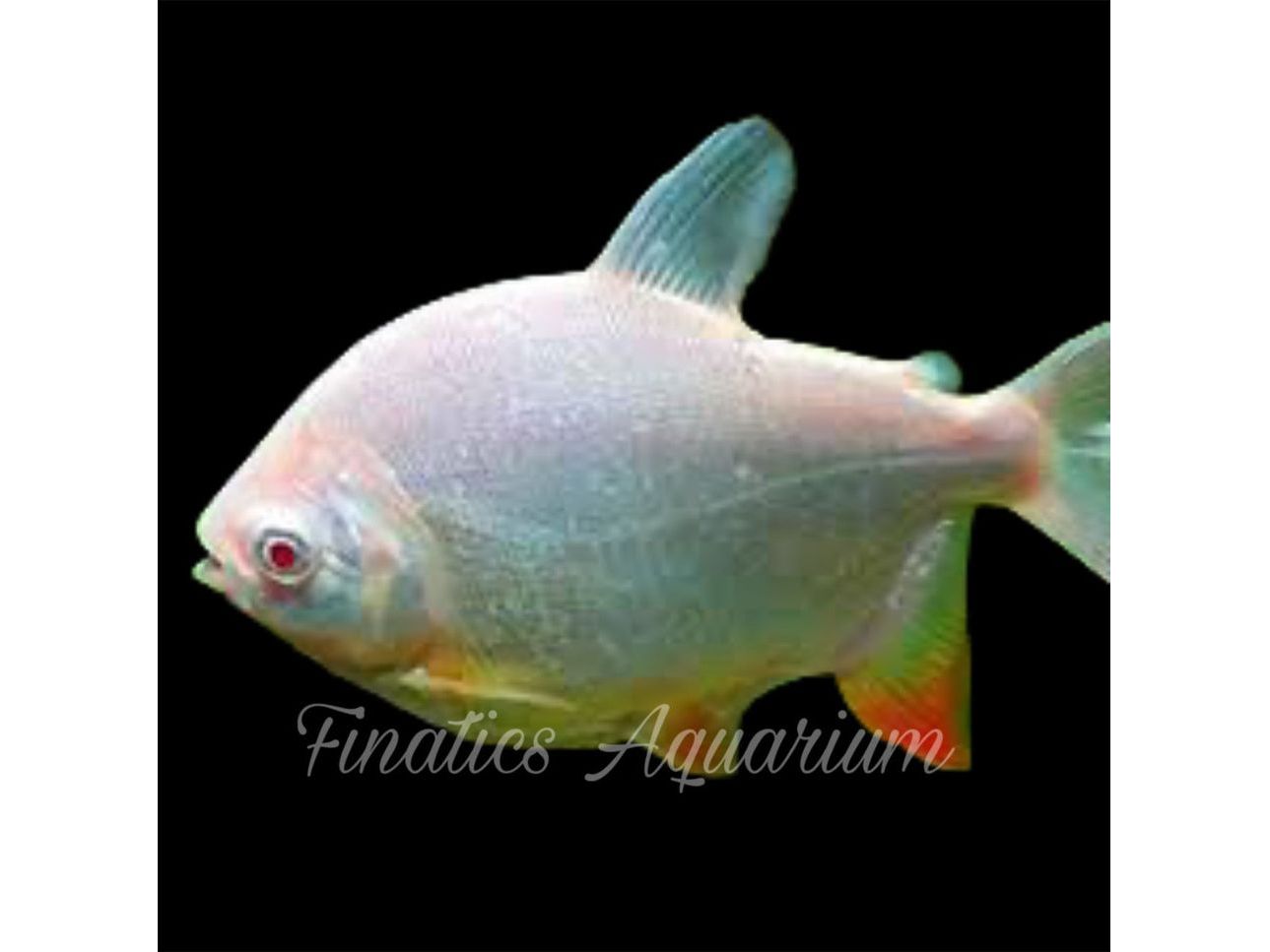 One Albino Red Pacu Approx 3-4”