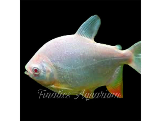 One Albino Red Pacu Approx 3-4”