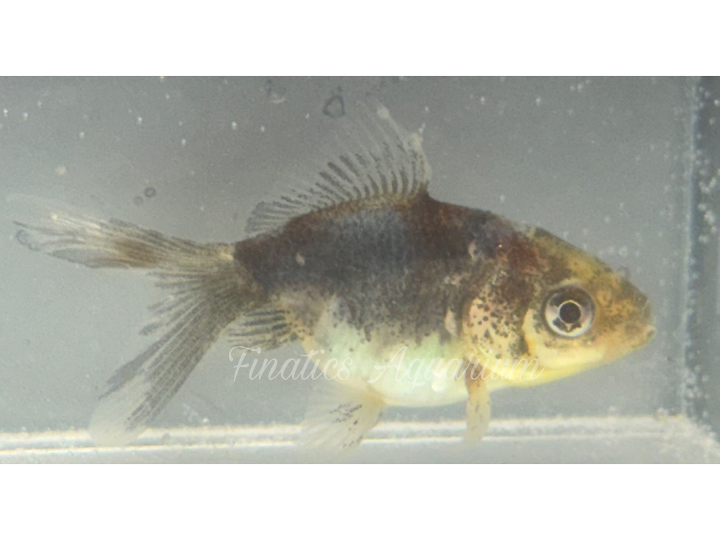 R1041 Oranda Goldfish WYSWYG (Item #1041)