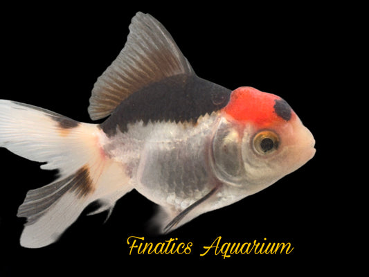 R2304 Oranda Goldfish WYSWYG  Approx 2”