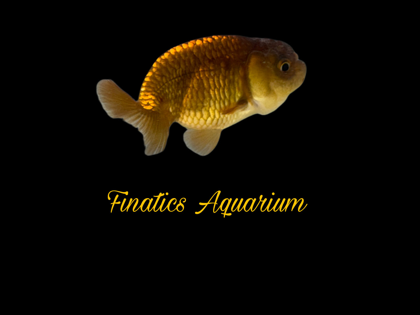 One Thai Lionchu Ranchu Goldfish Approx 2-2.5” WYSWYG R1000