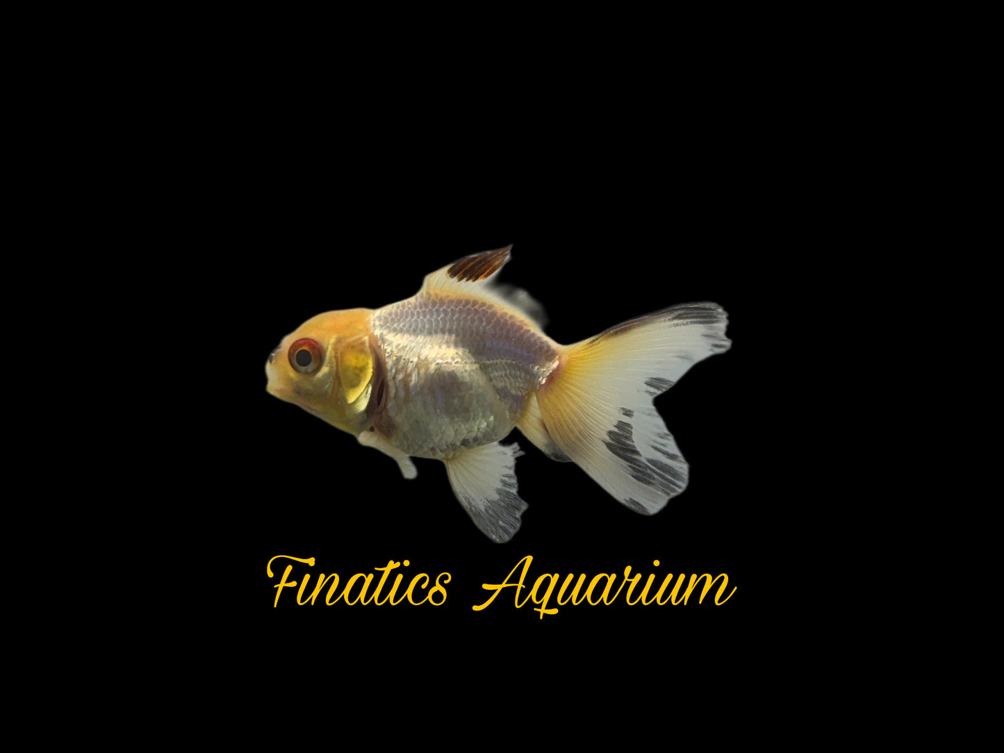 One Oranda Goldfish Approx 2-3”  WYSWYG  r1019